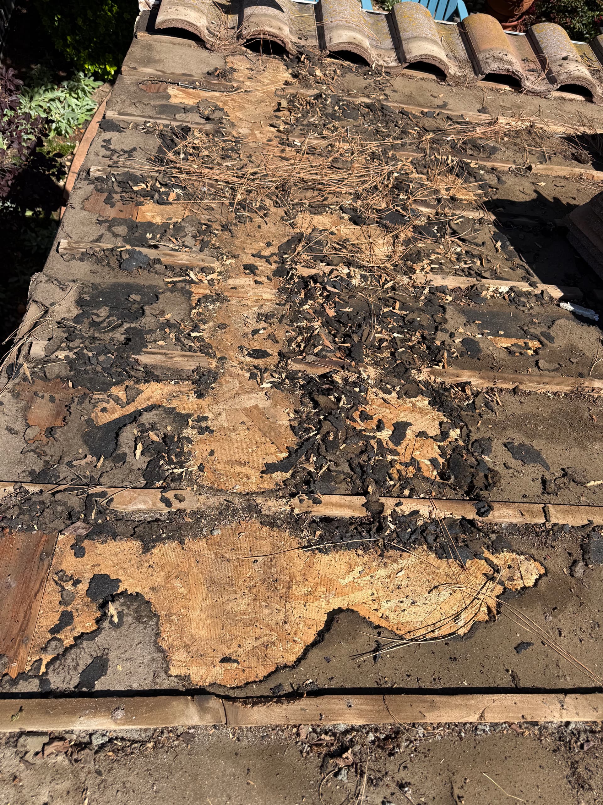 Squirrel Roof Damage Repaired With Rodent Exclusion
